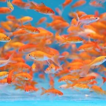Amazon Aquarium