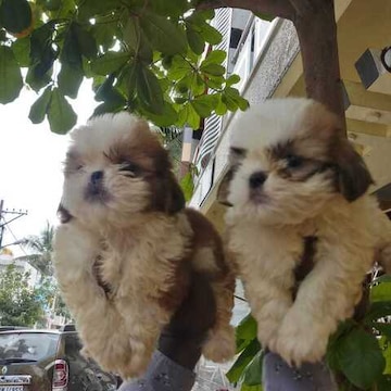 Krupa Pets Shop