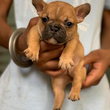 Mumbai Pet Point