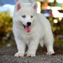 Durva Kennel