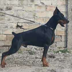 Manelines Kennel