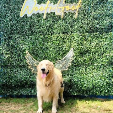 WoofNGoof Pet Resort Thane