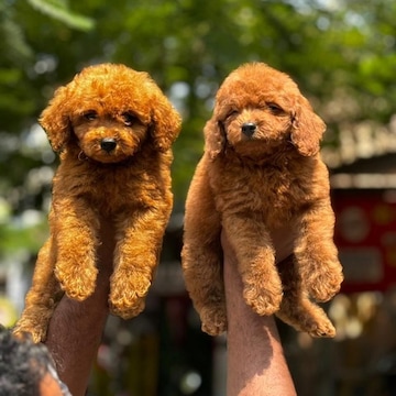 The Zoo Pets Mumbai