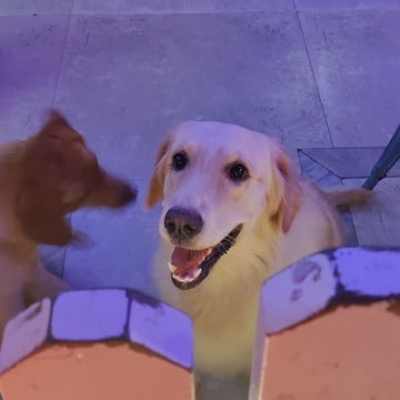 Ohh My Dog
