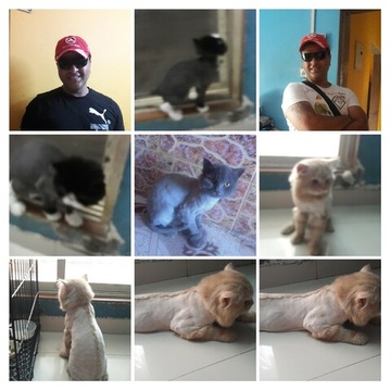 Royal Kennel