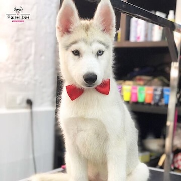 Pawlish The Pet Salon