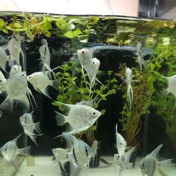 Xotic Aquatics