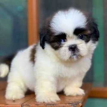 Gabbar Pet Kennel