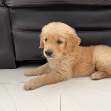 Pranav Pet Shop