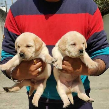 Choudhary Dog Kennel