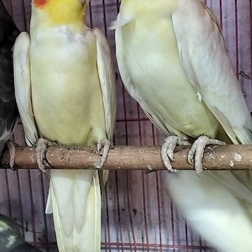 Friends Pet Shop