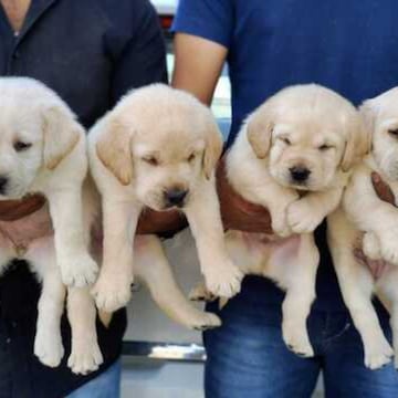 Puppies World The Pet Shop