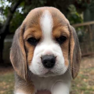 Singh Dog Hub