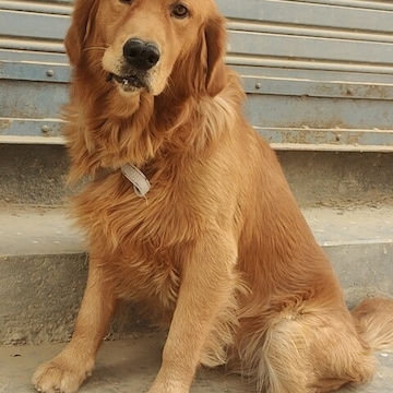A Vinod Pet Villa