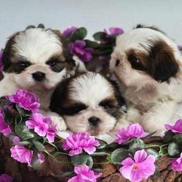 V K Pet House