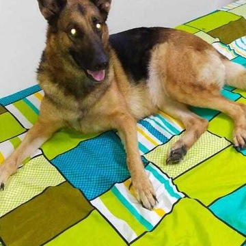 Ruby Pet Kennel