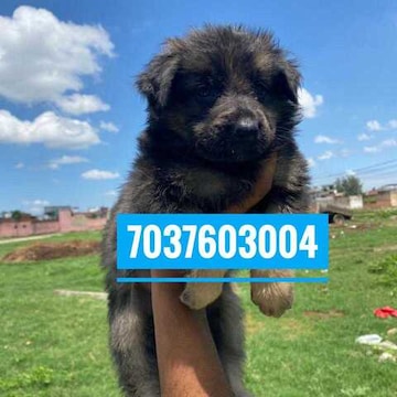 Mahadev Pet Shop