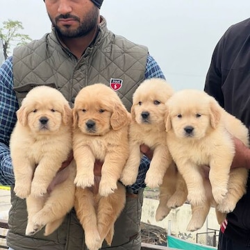 Puppy World Pet Shop