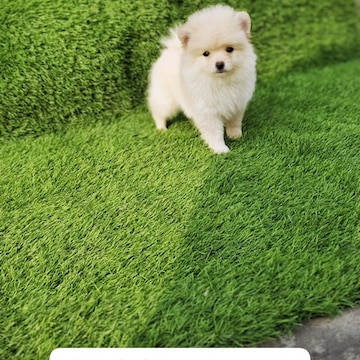 Unique Dog & Cat Kennal ( Heavy Bones Puppies )