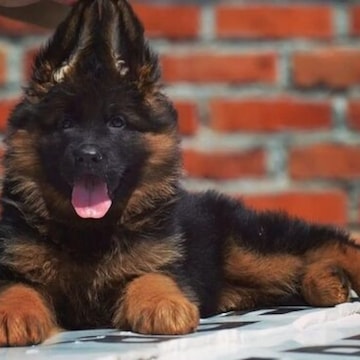 Pet Hub