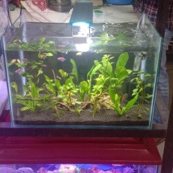 Sifha Fish Aquarium & Pet Shop