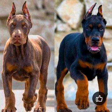 Akash Kennel & Pet Shop