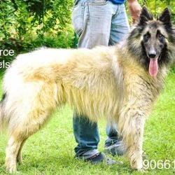 Greater Noida Pet Shop