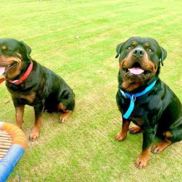 Commander Kennel