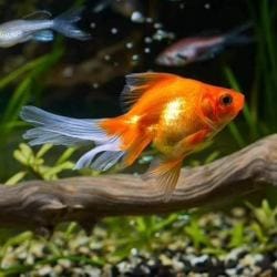Millennium Exotic Fish & Pet World