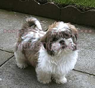 Pets Pash