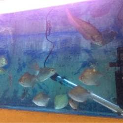 Fish Aquarium House