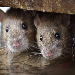 Ideal Pest Management