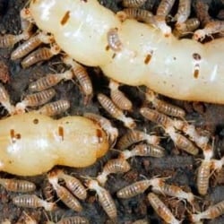 Total Solution & Pest Control Service