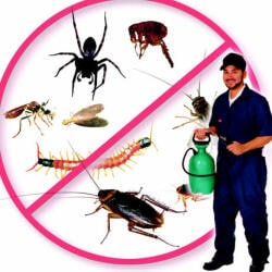 F K Pest Control and Power Services