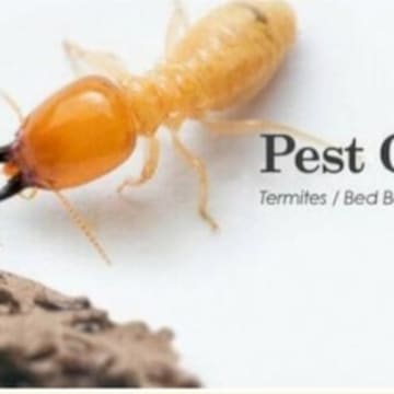 One Time Pest Control Service
