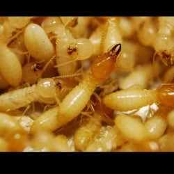 Swastik Pest Control Services